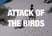 Attack of the Birds