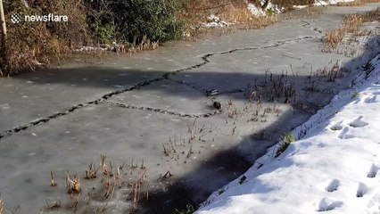 Ducks push through canal ice as UK big thaw begins