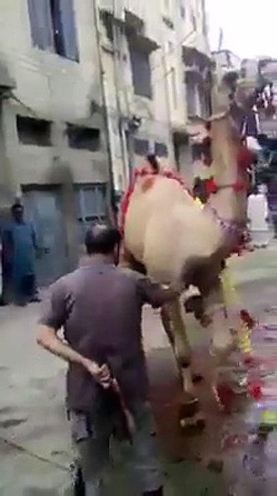 Canı yanan devenin intikamı