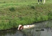 Cow Shows Off Impressive Swimming Skills