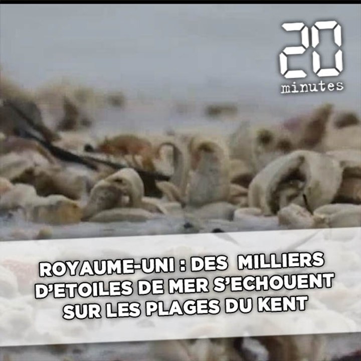 Royaume-Uni: Des dizaines de milliers d’étoiles de mer s'échouent sur les plages du Kent