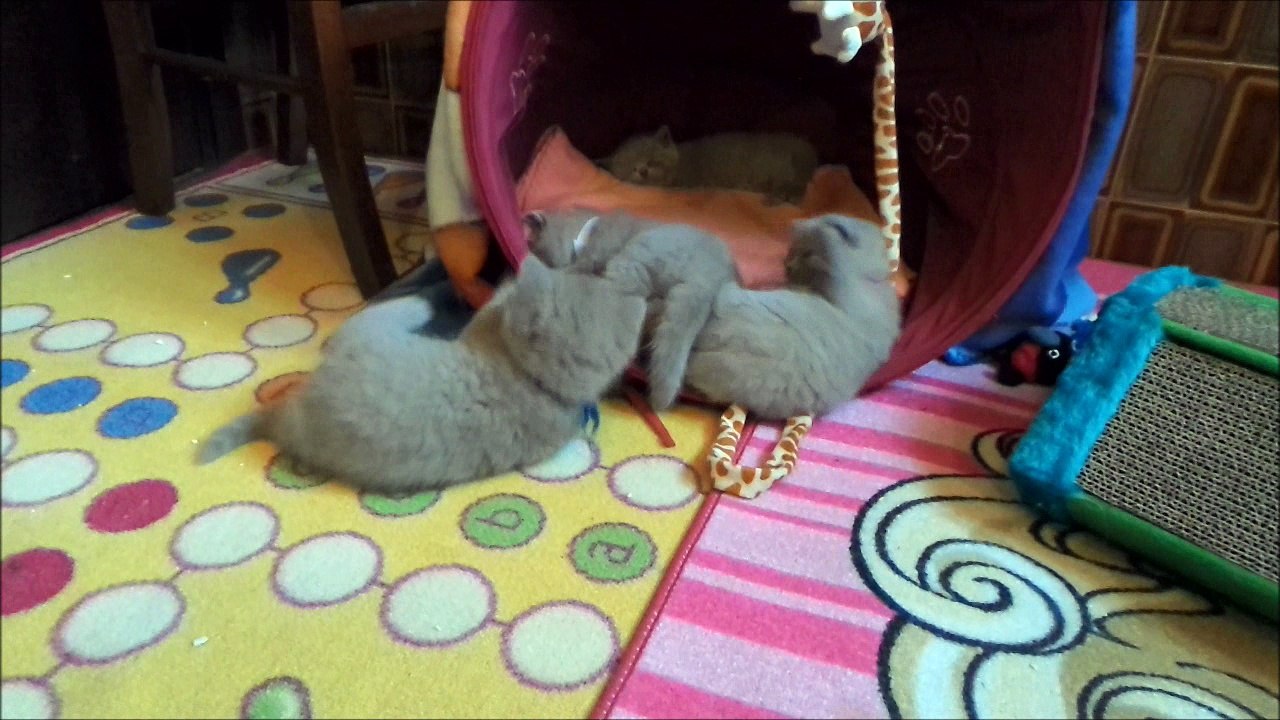 Chatons british shorthair lilas