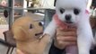 Real Dog Is Terrified of Toy Dog