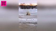 Oso polar se hace amigo de un perro