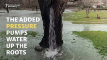 A chaque inondations cet arbre se transforme en fontaine