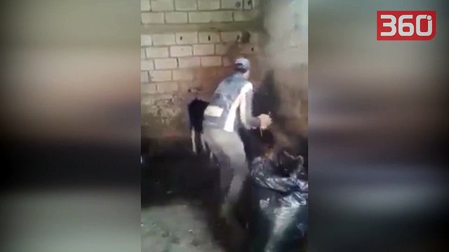 Shkon t'i hedhë ushqim viçit, ajo që i bën viçi i ka lënë të gjithë pa fjalë (360video)