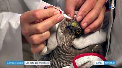 Contrats aidés : une menace pour les refuges animaliers
