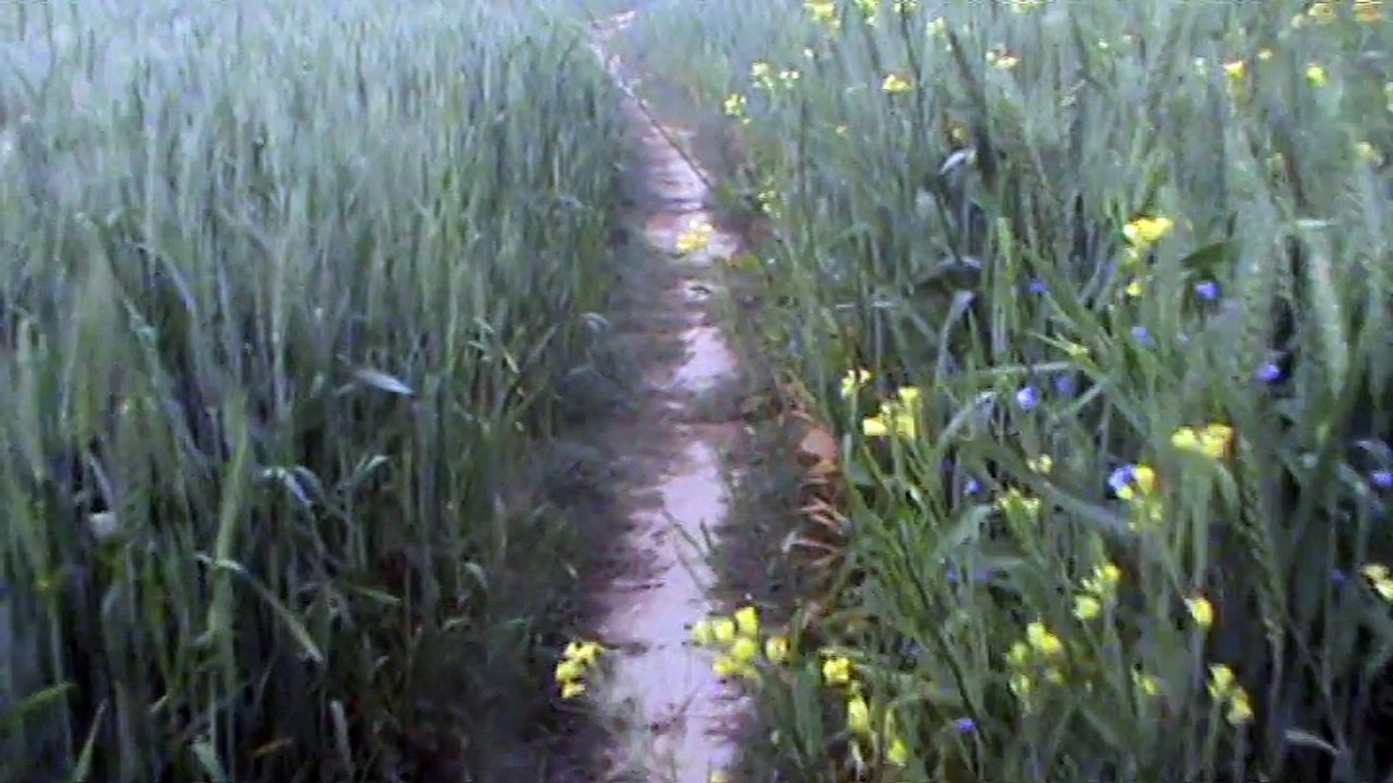 spring bloom video (countryside)