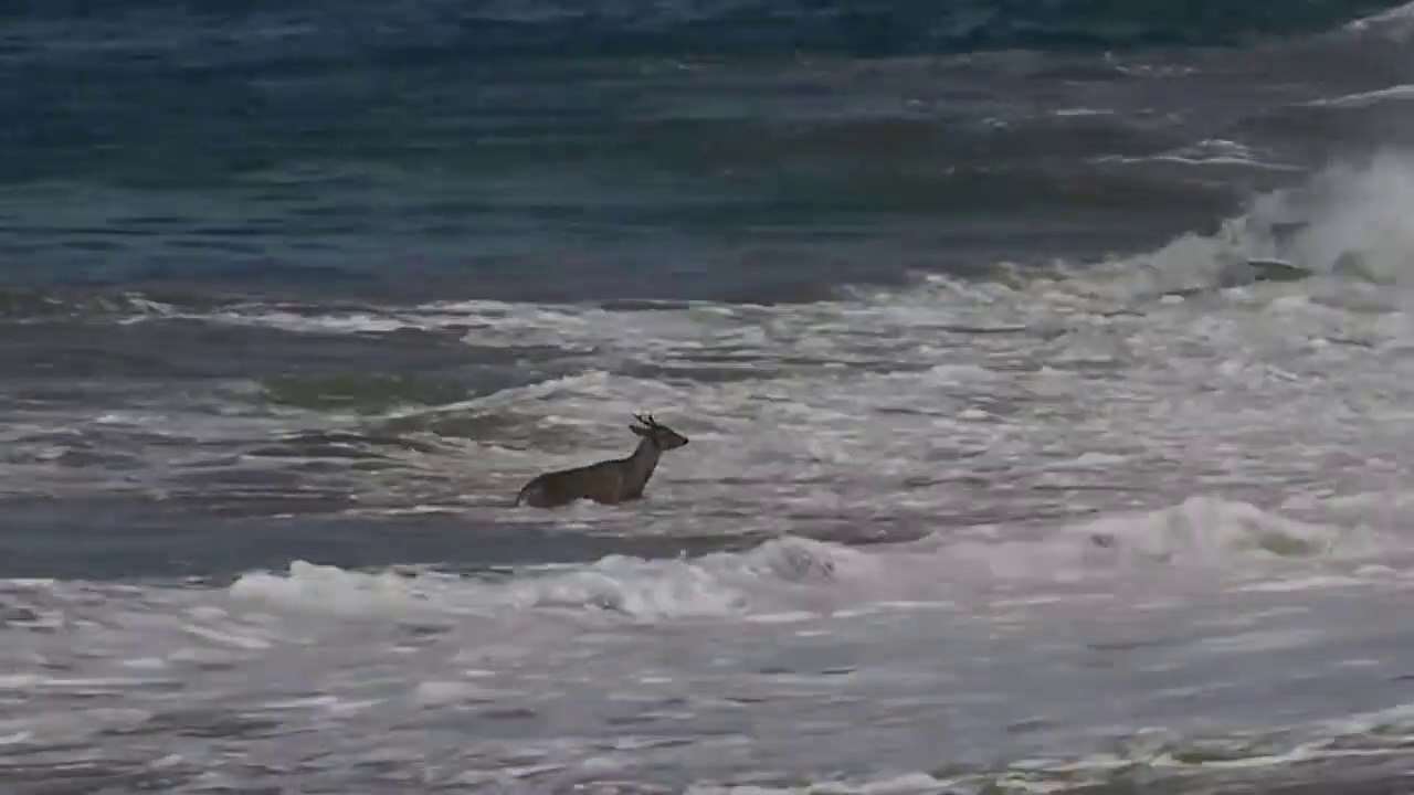 Mexique : Un cerf rusé évite de se faire dévorer par des chiens sauvages !