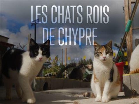 Les chats rois de Chypre