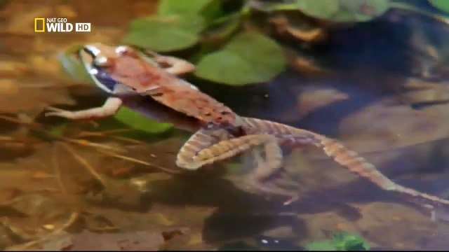 Animal Planet - The Secret life of Amphibians (Monster Frogs / Toads)