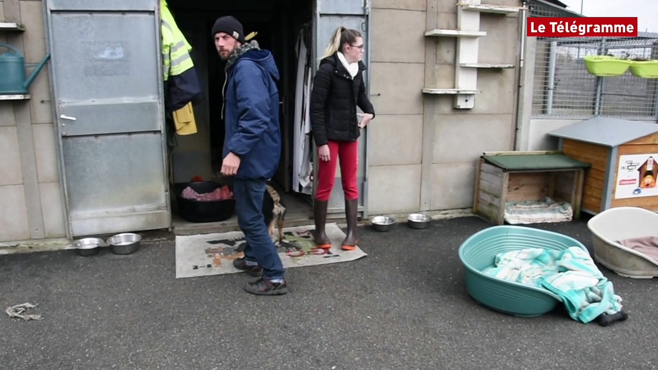 Landerneau. Chiots abandonnés : coup de gueule du refuge animalier