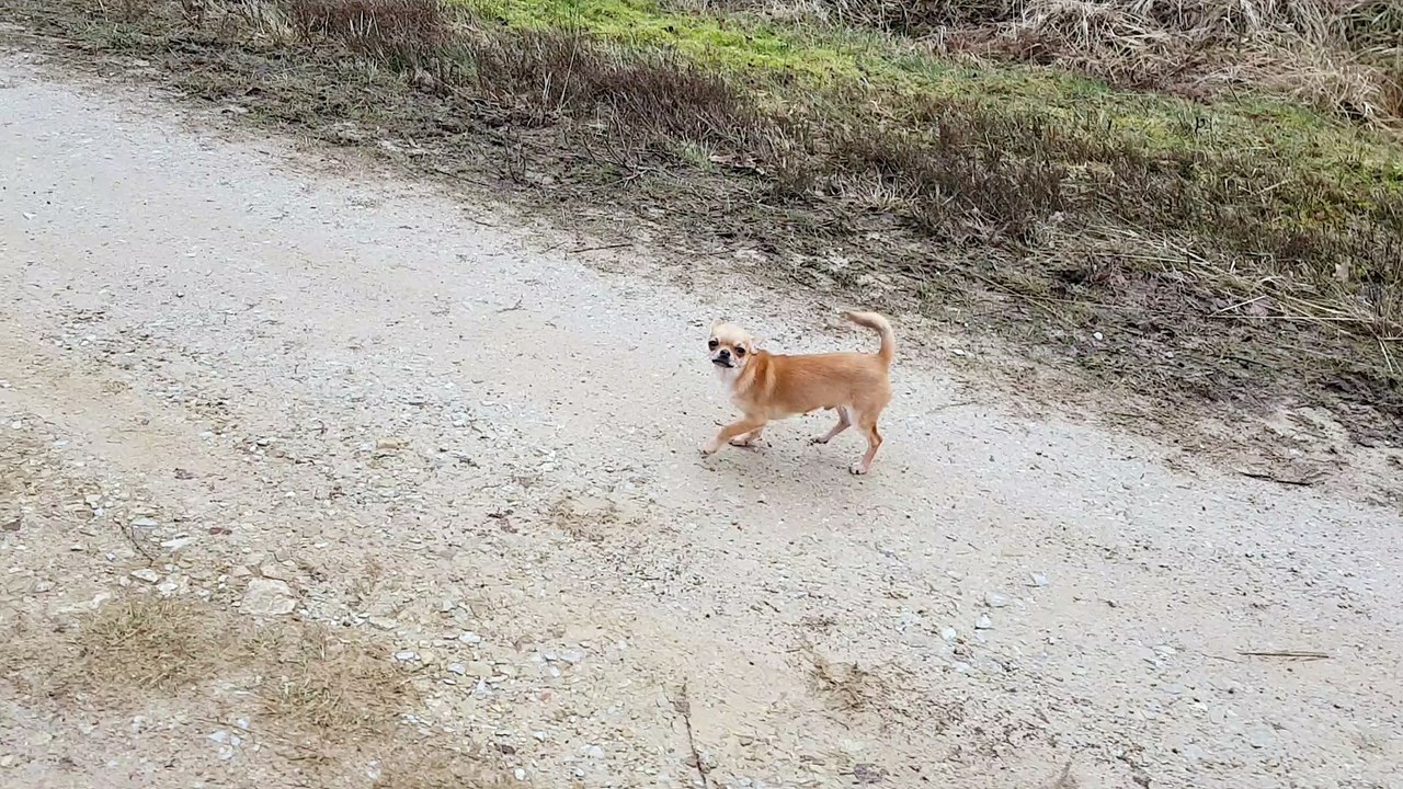 nano en foret