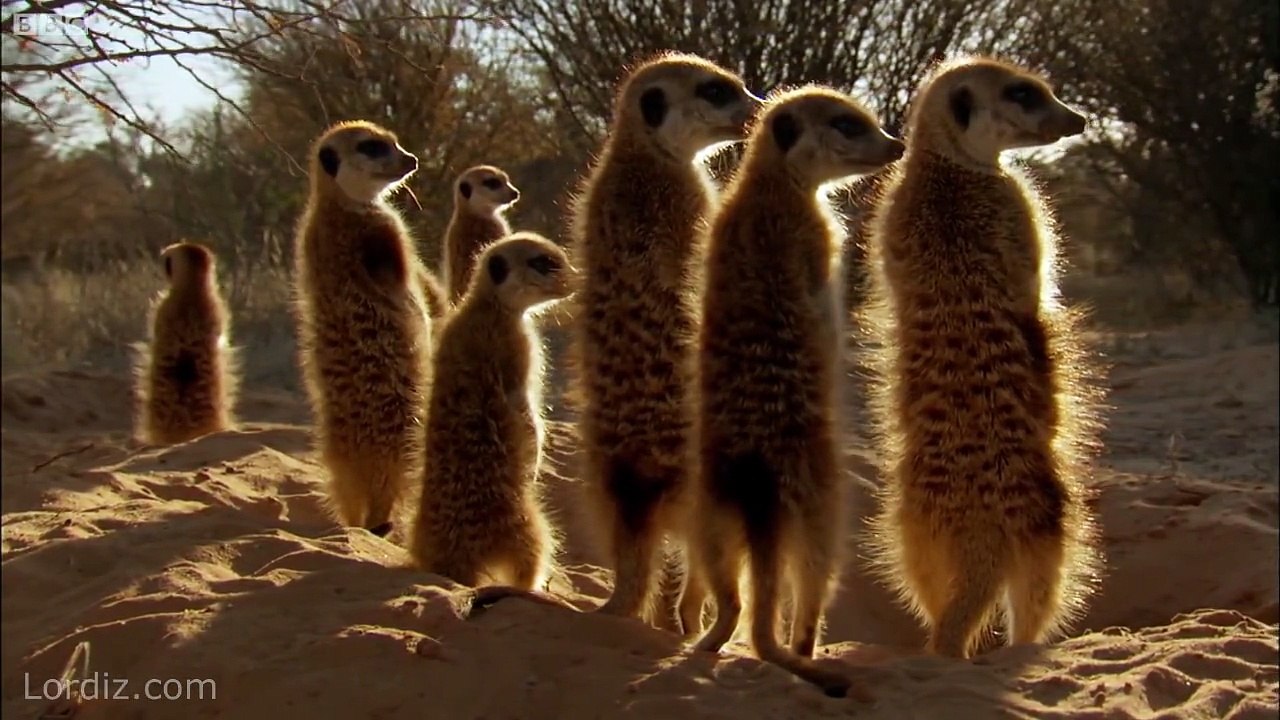 Dünyanın En Sinsi Kuşu "Drongo"