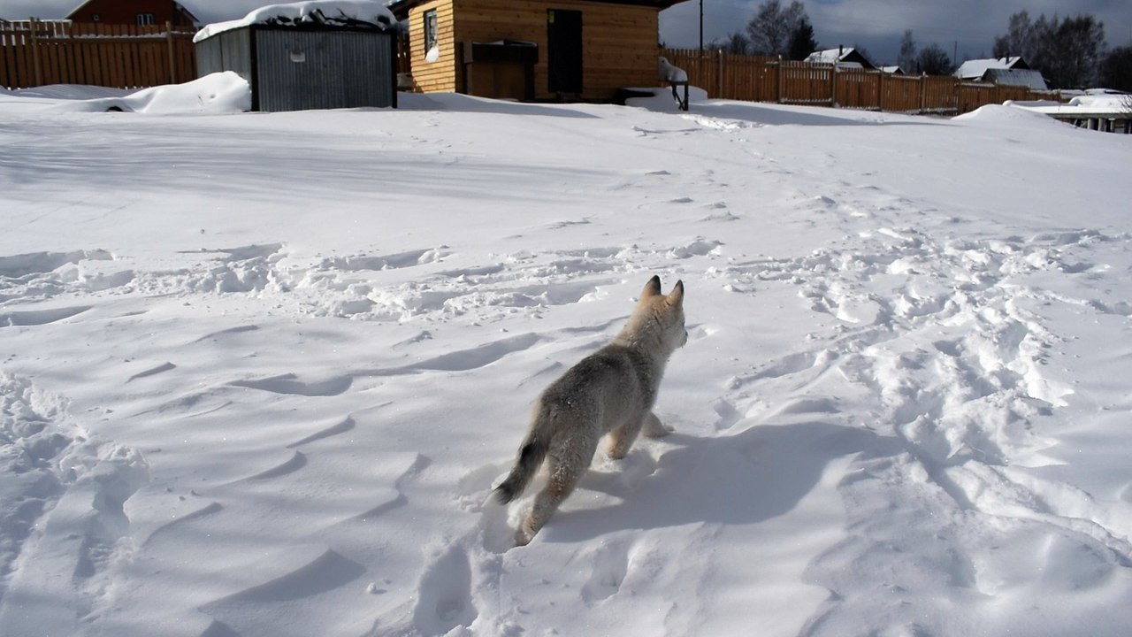 A small husky puppy will conquer the snowy plains