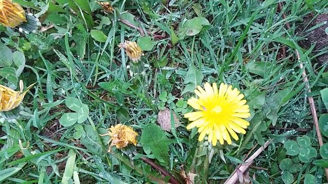 40. Magia mniszka wasciwosci magiczne