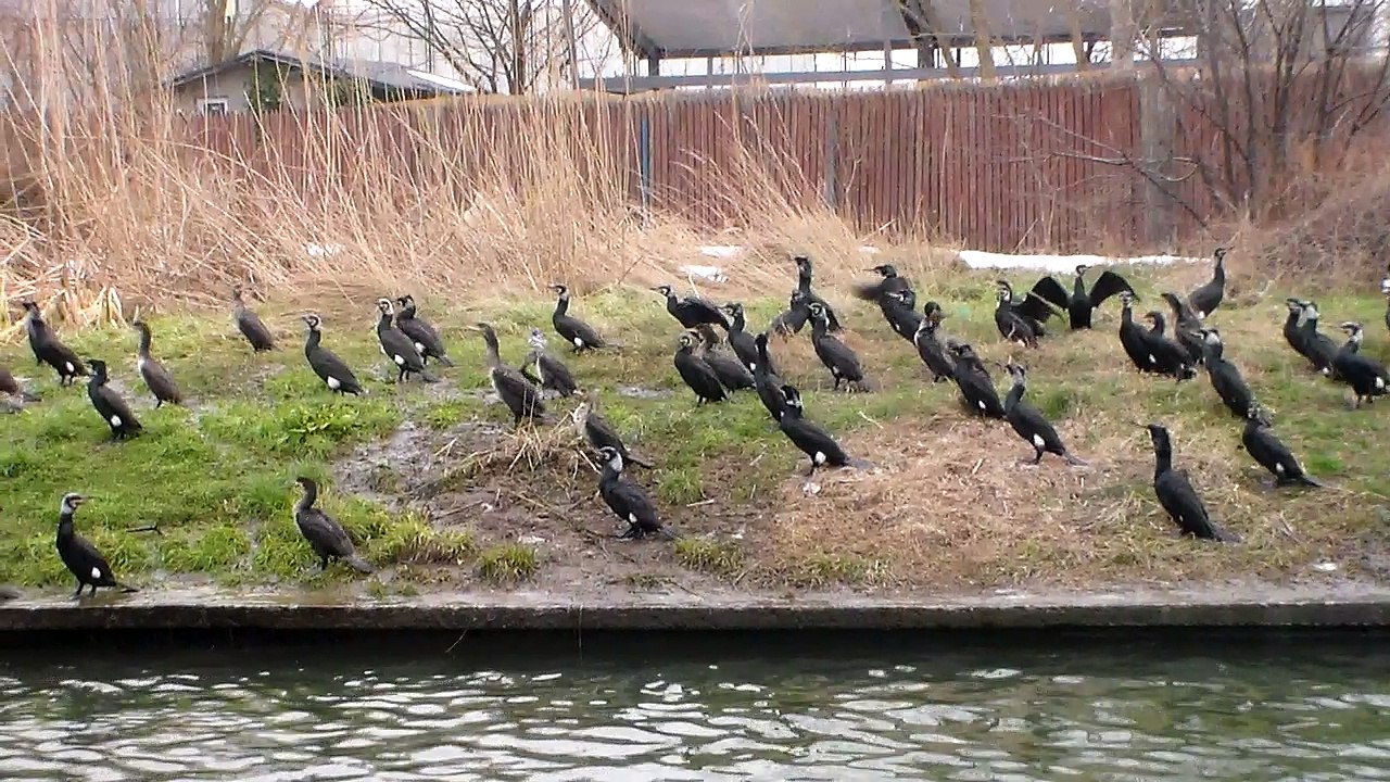 Cormorants video Dailymotion