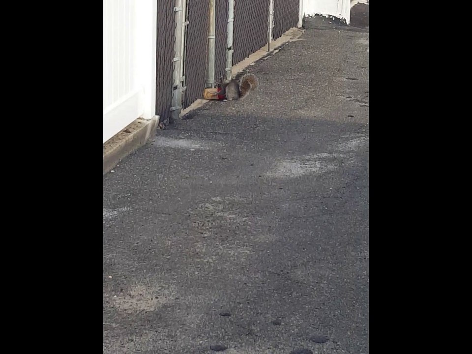 Squirrel Reminds me of Scrat from Ice Age