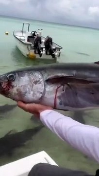 Ce pecheur jette un thon à la mer, en plein milieu d'un banc de carangues affamées. Regardez ce qui se passe