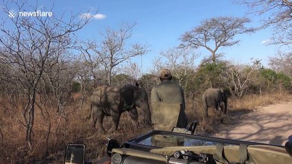 Adorable young elephant tries to take on a safari vehicle
