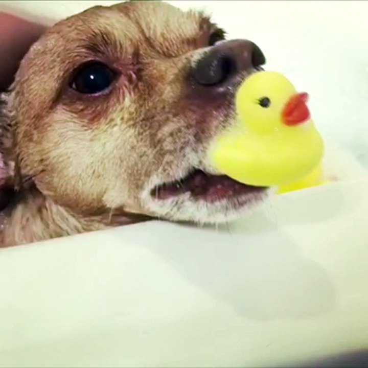 Puppy Spa Day