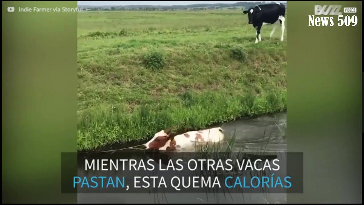 Esta vaca es la más aventurera de Reino Unido