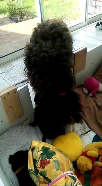 Chiots "chien d'eau portugais" nés le 3 février 2018