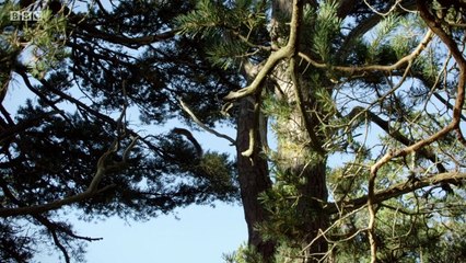 Gudrun The Viking Princess.s01e09.Red Squirrels