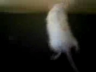 Video 0248