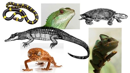 Reptiles For Kids | First and Second Grade Science Video