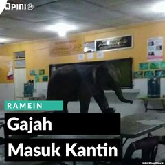 #1MENIT | Gajah Masuk Kantin