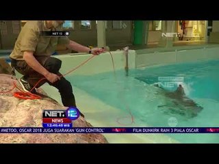 Penelitian Bahasa Lumba   Lumba Dengan Teknologi Artificial Intelligence - NET 12