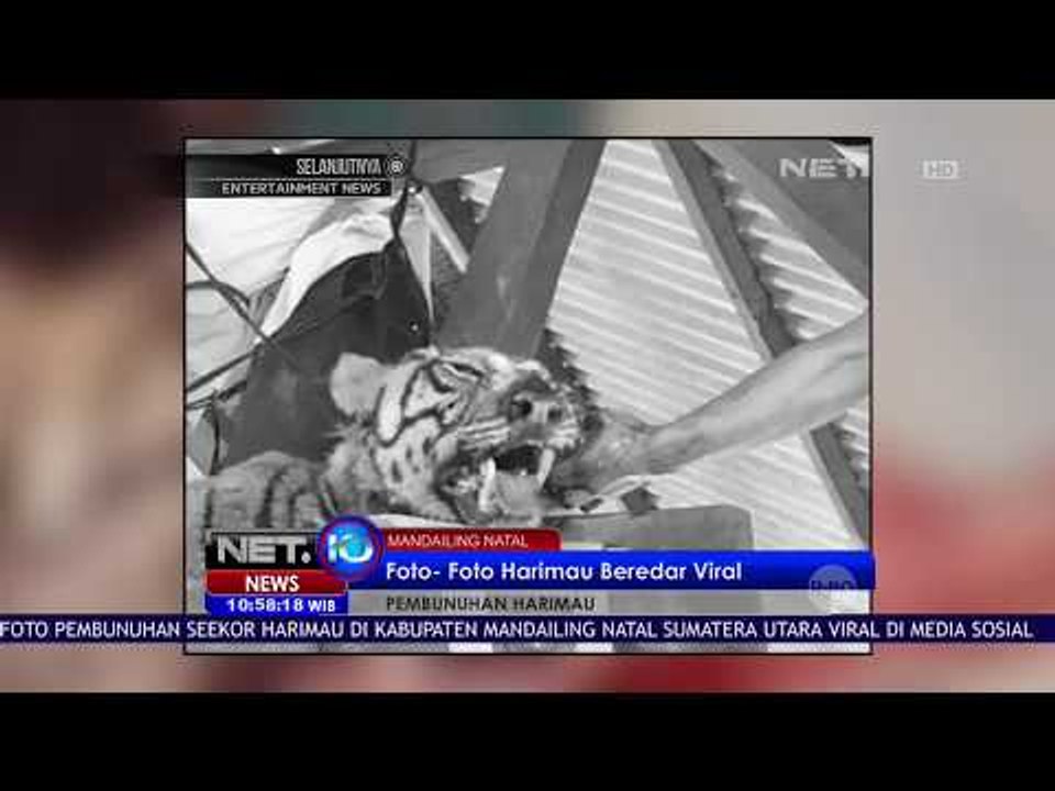 Viral Foto - foto Harimau Beredar  NET 10