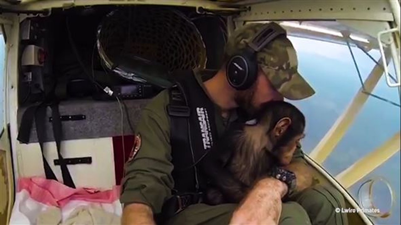 Süßer copilot: schimpanse vor wilderern gerettet