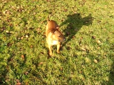 ELEVAGE DES TETES BRULEES