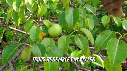 8 Deadliest Plants & Trees