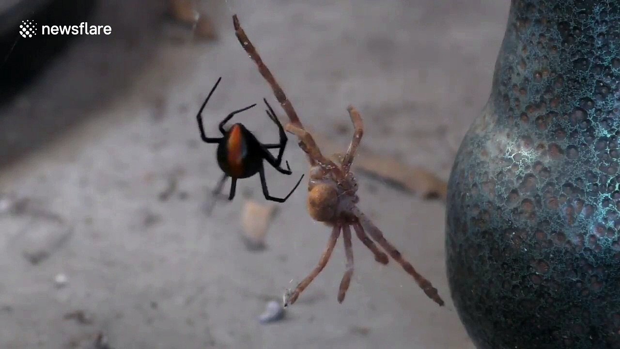 Man provides hilarious commentary while spider eats its prey