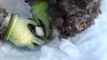 Il trouve un chien piégé dans la glace et sauve l'animal... Héro du jour