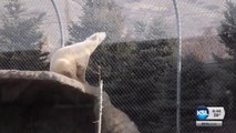 ホーグル動物園でのノーラの近況 (Mar.5 2018)