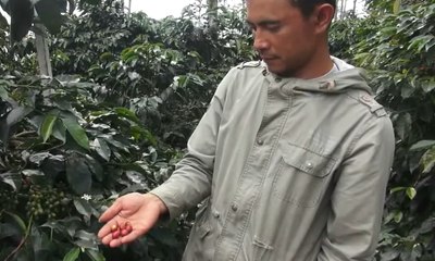 Rupiah Melemah, Petani Kopi di Bandung Untung