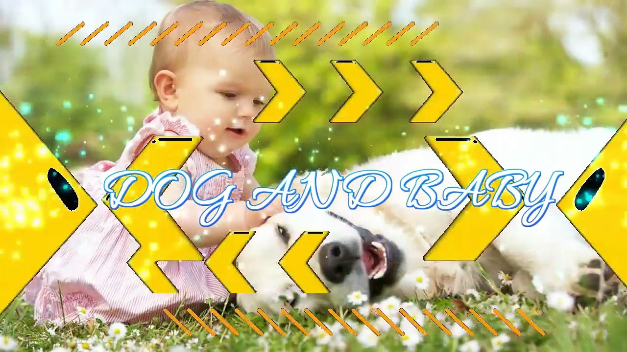 Little Chihuahua protects and takes care Baby