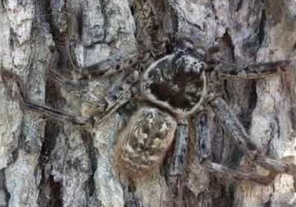 Rescued Spider Released Back Into the Wild
