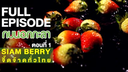 กบนอกกะลา : SIAM BERRY จี๊ดจ๊าดทั่วไทย (1) | FULL (15 ก.พ.61)
