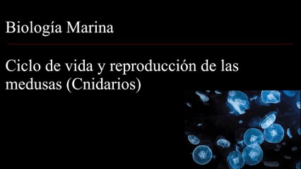 Medusas ciclo de vida