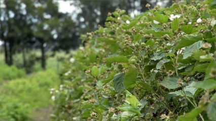 هذا الصباح-التوت البري..نبتة الأرجنتين السحرية