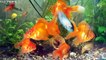 Золотая рыбка, How To Care For A Goldfish, goldfish and their chareristics