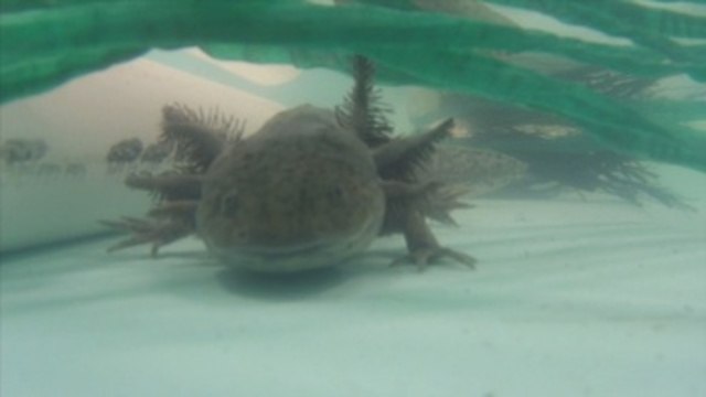 Investigadores impulsan proyecto para salvar al ajolote, icono de México