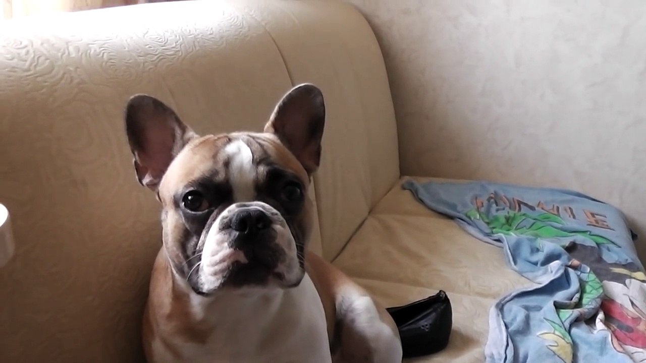 Попугай Григорий и собака Джонни - 3 сезон, 29 серия