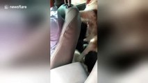 Husky puppy sits like a human in back seat of car