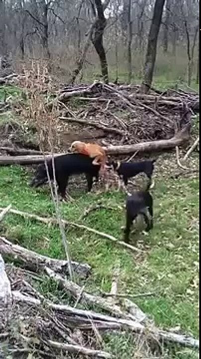 Un chien de chasse a chopé un sanglier